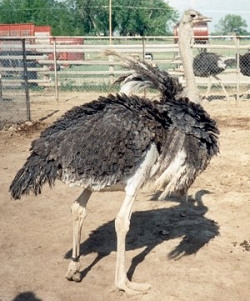 No Meat Bird