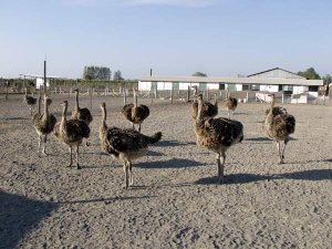 90 Day Old chicks chile
