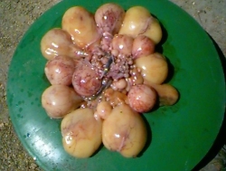 good egg follicles