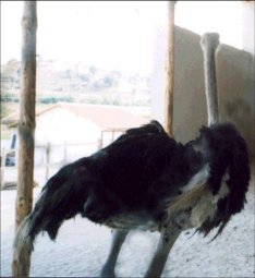 Poor Male Small