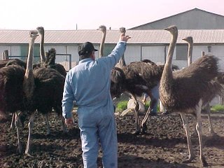Chile 180 Day Birds2