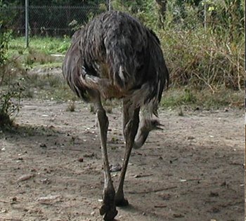 Poor hen back view