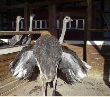 Quality Hen Back View 