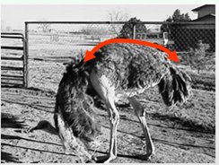 Quality Hen Length