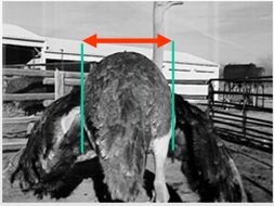 Quality Hen Width