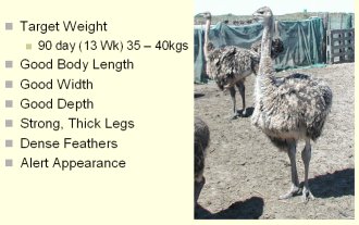 90 Day Chick Characteristics