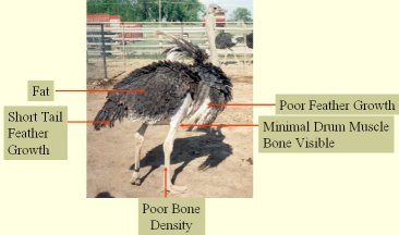 Poor Slaughter Bird