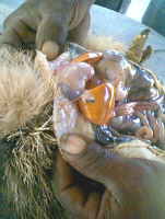 Yellow Liver
