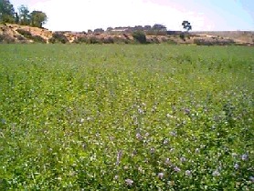Low Quality Alfalfa