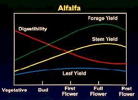 Alfalfa Digestibility/Maturity