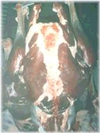 Figure 24