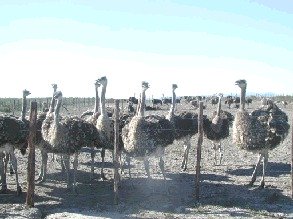 4 Month Winter Chicks