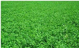 High Quality Alfalfa